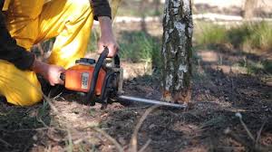 Best Commercial Tree Services  in Grosse Pointe Farms, MI