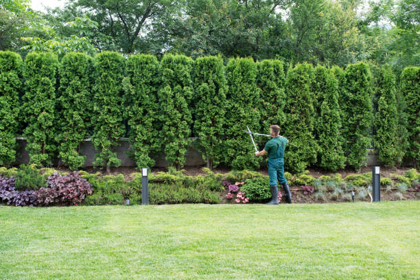 Best Lawn Drainage Solutions  in Grosse Pointe Farms, MI