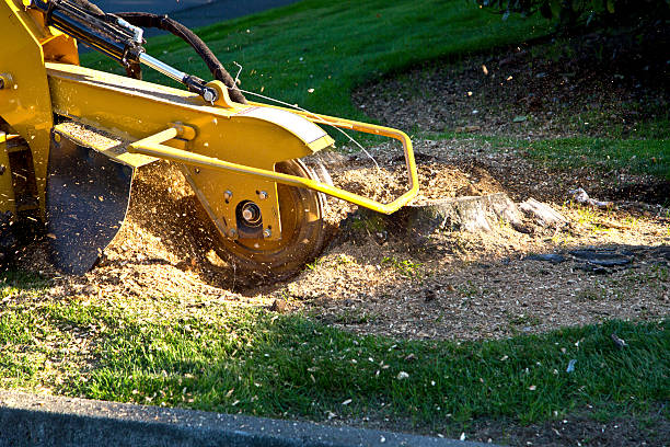 Best Palm Tree Trimming  in Grosse Pointe Farms, MI